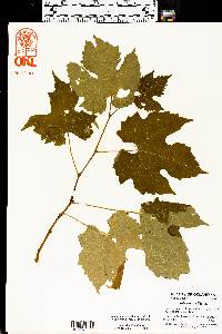 Vitis riparia image