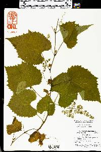 Vitis vulpina image