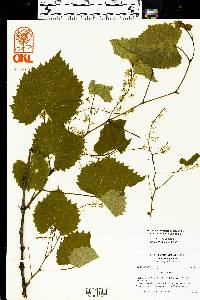 Vitis vulpina image