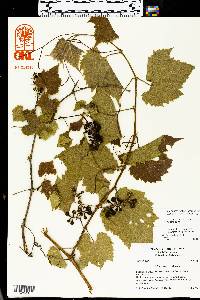 Vitis vulpina image