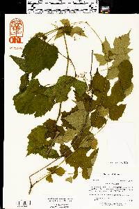 Vitis riparia image