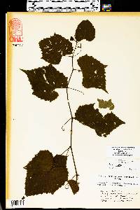 Vitis vulpina image