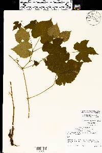 Vitis riparia image