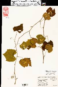 Vitis rotundifolia image