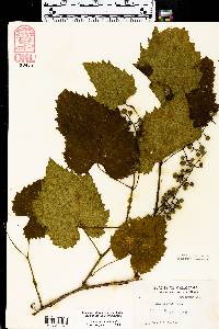 Vitis palmata image