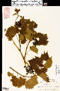 Vitis riparia image