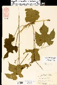 Vitis riparia image