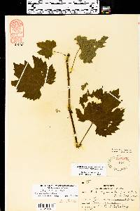 Vitis riparia image