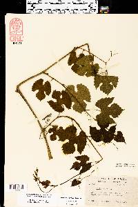 Vitis riparia image