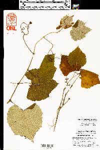 Vitis mustangensis image