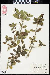 Ilex vomitoria image