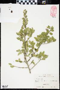 Ilex vomitoria image