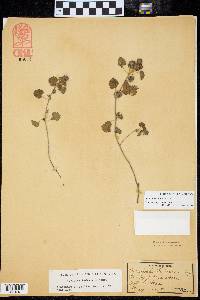 Acalypha monostachya image