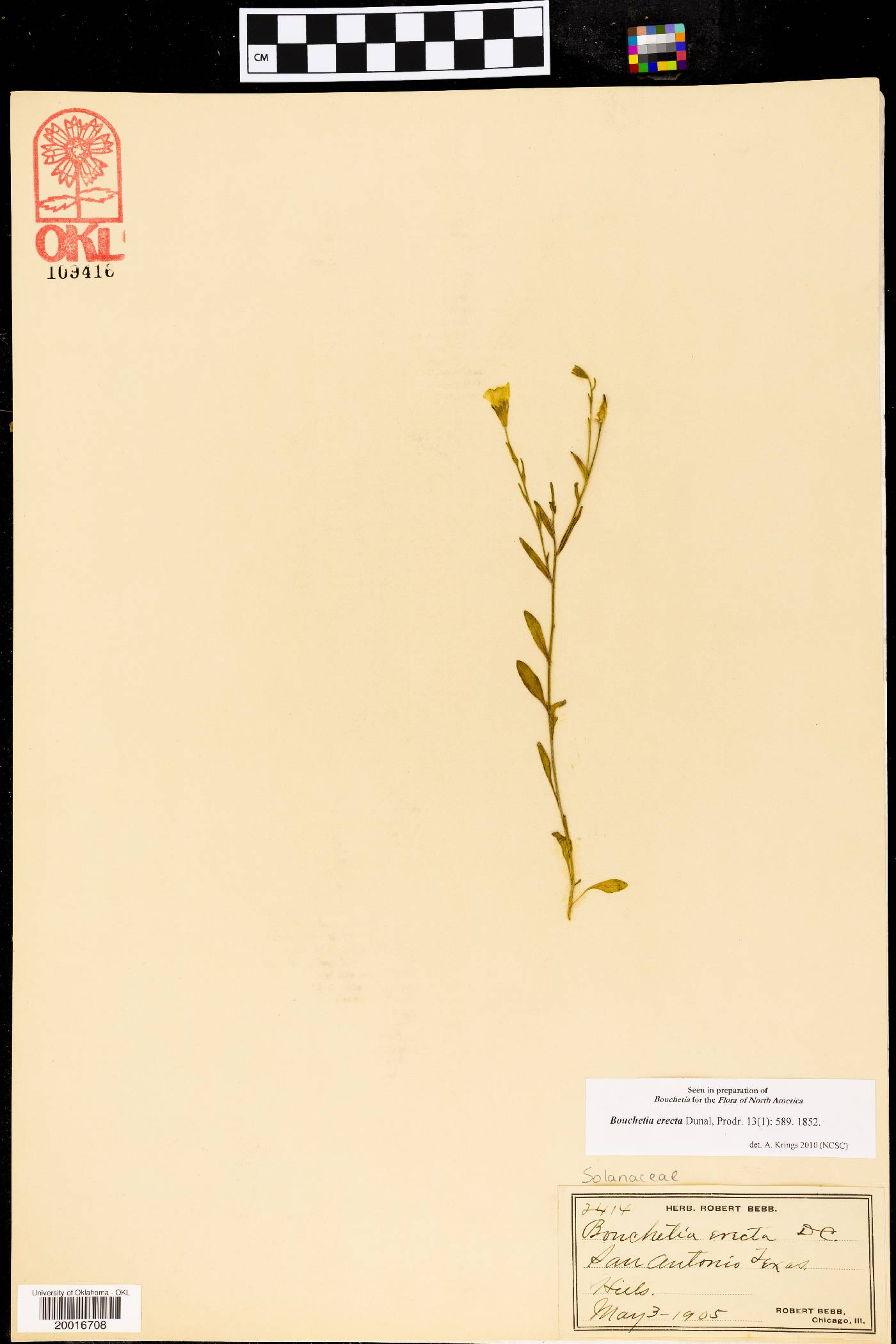Bouchetia erecta image