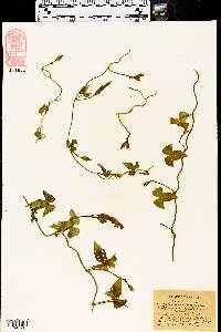 Ipomoea cordatotriloba image