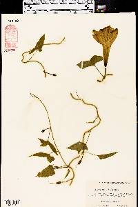 Ipomoea sagittata image