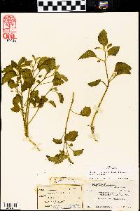 Physalis cinerascens image