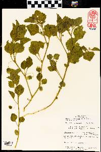 Physalis cinerascens image