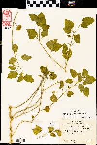 Physalis cinerascens var. cinerascens image