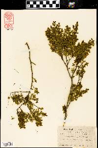 Larrea tridentata image