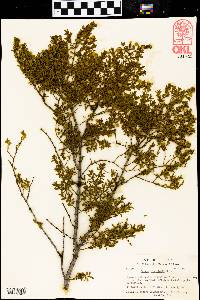 Larrea tridentata image