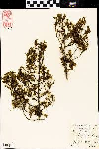 Larrea tridentata image