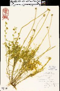 Cuscuta indecora image