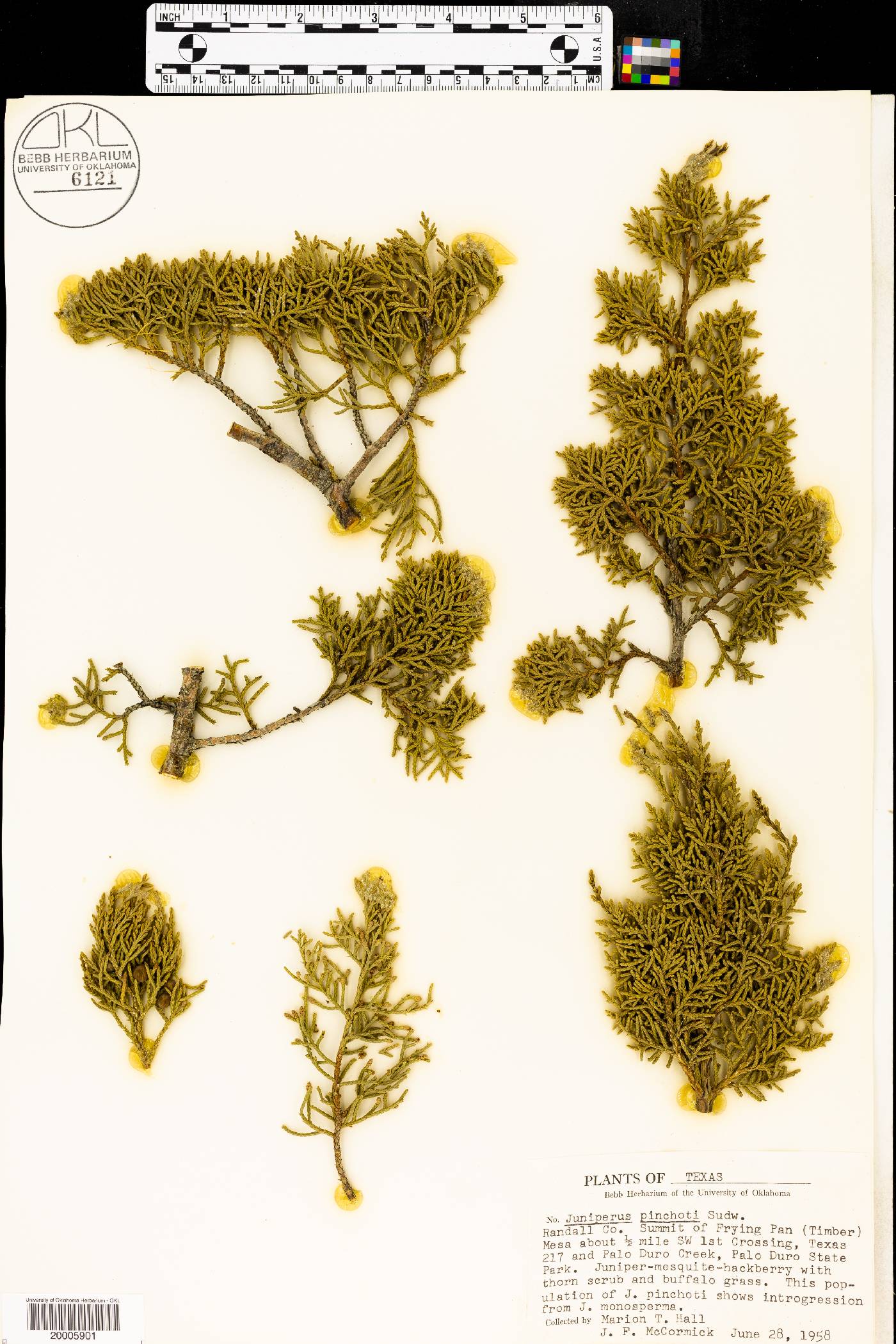 Juniperus pinchotii image