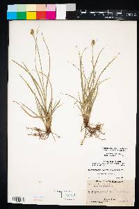 Carex leavenworthii image