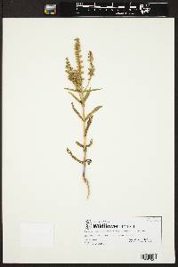 Brickellia eupatorioides image