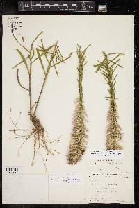 Liatris elegans image