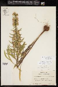 Liatris aspera image