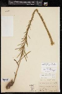 Liatris elegans image