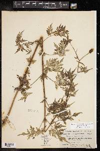 Bidens bipinnata image