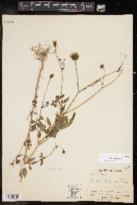 Bidens bipinnata image