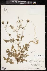 Bidens bipinnata image