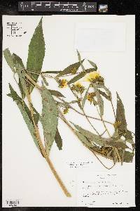 Bidens laevis image