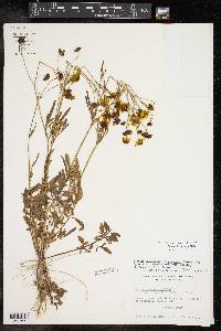 Coreopsis tinctoria image