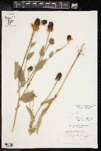 Rudbeckia amplexicaulis image