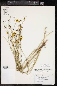 Coreopsis tinctoria image