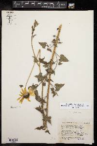 Helianthus praecox image