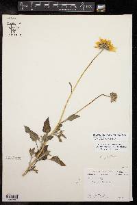 Helianthus petiolaris var. petiolaris image