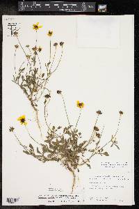 Coreopsis basalis image