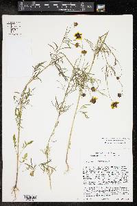 Coreopsis tinctoria image