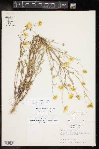 Heliomeris multiflora image