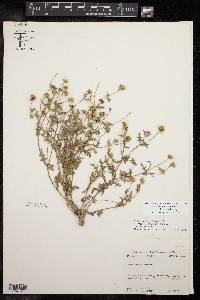 Melampodium cinereum var. hirtellum image