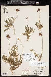 Gaillardia aestivalis var. austrotexana image