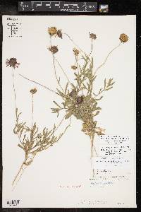 Gaillardia aestivalis var. austrotexana image