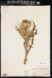 Cirsium horridulum image