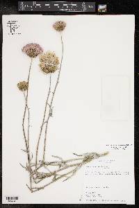 Cirsium texanum image